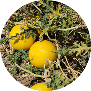 colocynthis bitter apple bitter cucumber desert gourd